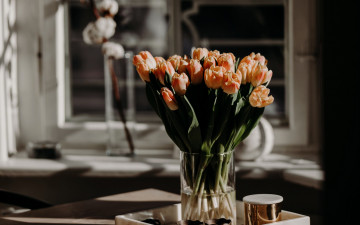 обоя цветы, тюльпаны, букет, бутоны