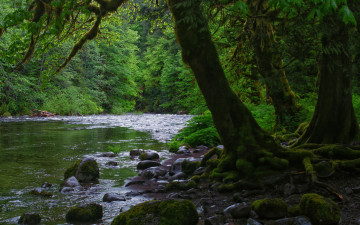 Картинка природа реки озера деревья река камни