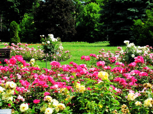 Картинка природа парк ботанический сад розарий