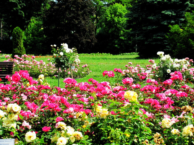 Обои картинки фото природа, парк, ботанический, сад, розарий