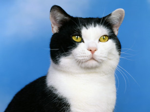 Картинка black and white american shorthair животные коты