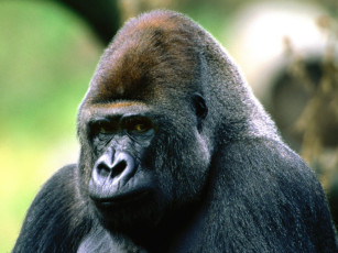 Картинка brooding western lowland gorilla животные обезьяны