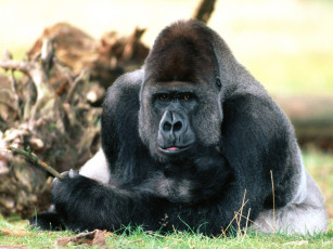 Картинка chilling out western lowland gorilla животные обезьяны