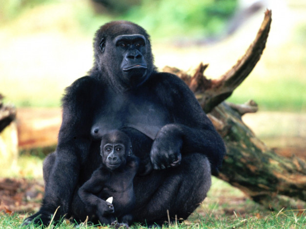 Обои картинки фото babysitting, western, lowland, gorilla, животные, обезьяны