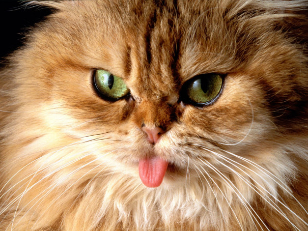 Обои картинки фото cat, got, your, tongue, животные, коты