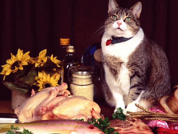 Обои картинки фото fancy, feast, manx, mix, животные, коты