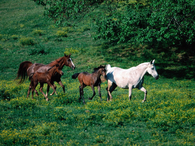 Обои картинки фото morning, jog, arabian, horses, животные, лошади