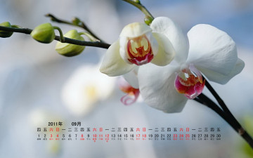 обоя календари, цветы, ветка