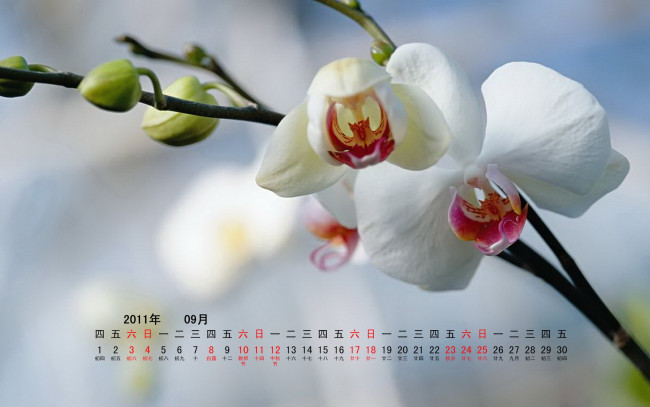 Обои картинки фото календари, цветы, ветка
