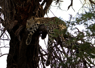 Картинка животные леопарды леопард отдых дерево