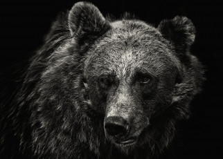 Картинка животные медведи портрет