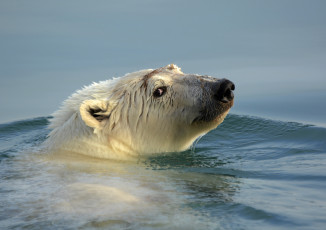 Картинка животные медведи вода белый медведь голова
