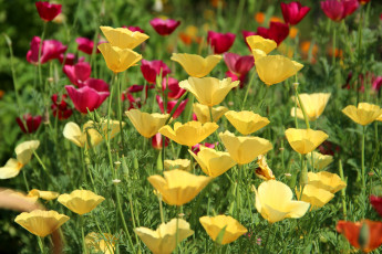 Картинка цветы эшшольция калифорнийский мак