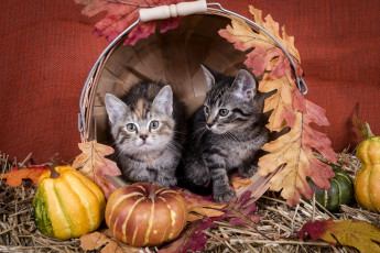 Картинка животные коты котята тыква листья корзина
