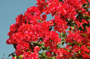 Картинка цветы бугенвиллея экзотика