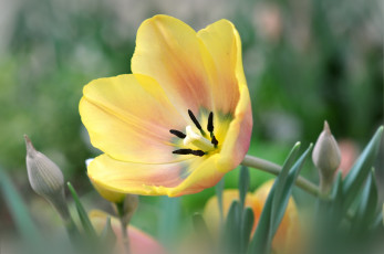 Картинка цветы тюльпаны желтый макро