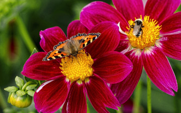 Картинка животные насекомые шмель бабочка крапивница макро цветы георгины