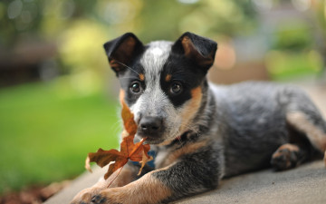 Картинка животные собаки австралийская пастушья собака щенок лист австралийский хилер