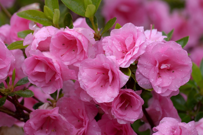 Обои картинки фото цветы, рододендроны, азалии, розовый, капли