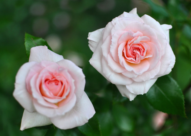 Обои картинки фото цветы, розы, дуэт