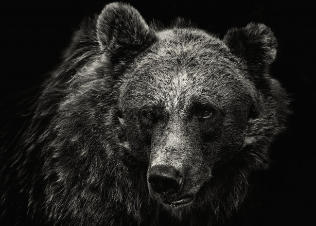 Обои картинки фото животные, медведи, портрет