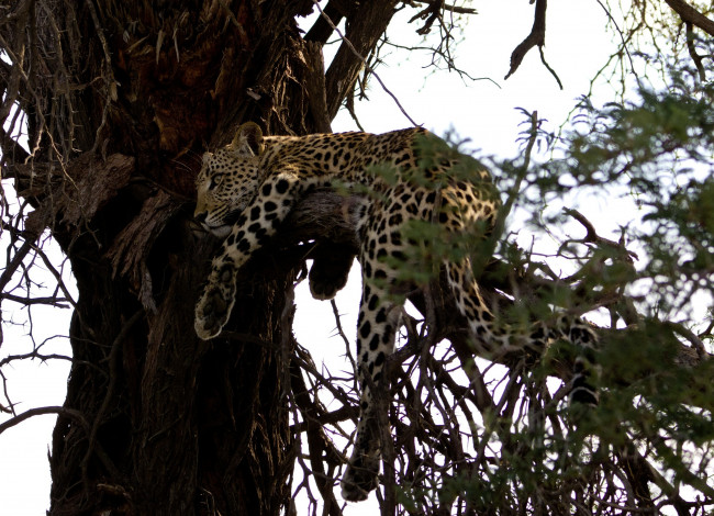 Обои картинки фото животные, леопарды, леопард, отдых, дерево