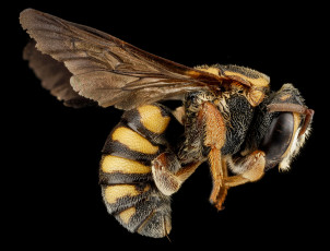 Картинка животные пчелы +осы +шмели макросъемка насекомое