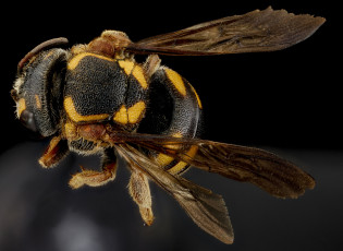 Картинка животные пчелы +осы +шмели насекомое макросъемка