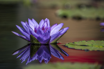 Картинка цветы лилии+водяные +нимфеи +кувшинки озеро лепесток водяная лилия