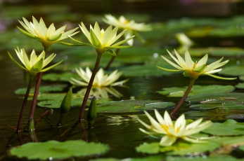 Картинка цветы лилии+водяные +нимфеи +кувшинки водяные лилии листики озеро