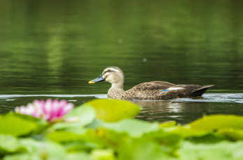 Картинка животные утки водяные лилии озеро утка