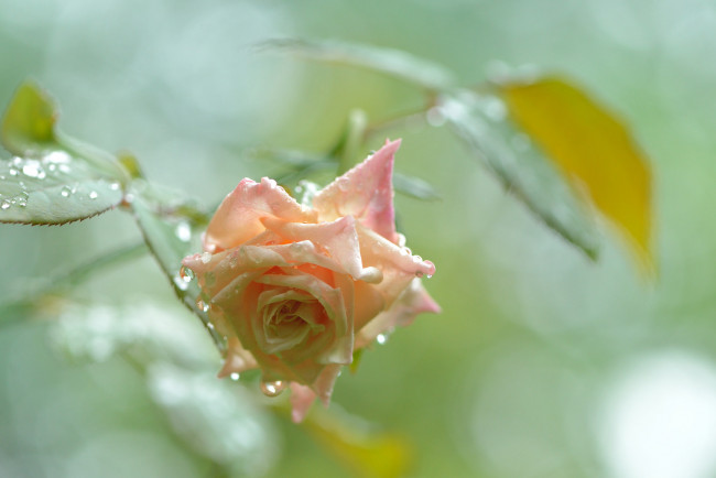 Обои картинки фото цветы, розы, росинки, dew, rose, роза