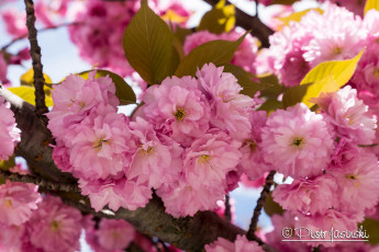 Картинка цветы сакура +вишня вишня розовый весна нежность макро