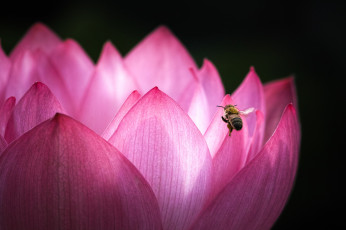 Картинка цветы лотосы лотос пчела