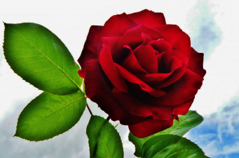 Картинка цветы розы листья красная роза