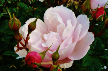 Картинка цветы розы роза бутон лепестки макро