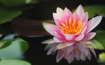 Картинка цветы лилии+водяные +нимфеи +кувшинки нимфея водяная лилия розовая вода отражение