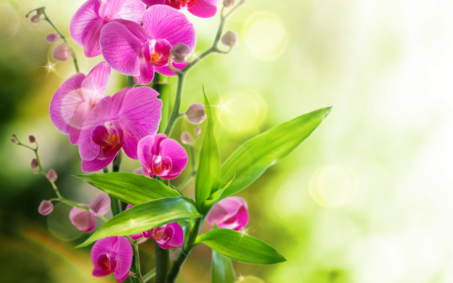 Обои картинки фото цветы, орхидеи, reflection, орхидея, water, bloom, flowers, orchid