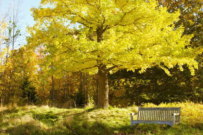 Обои картинки фото природа, парк, скамья, осень, деревья, небо