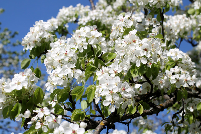 Обои картинки фото цветы, цветущие деревья ,  кустарники, весна, дерево, груша, цветение, ветки