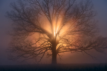 Картинка природа деревья ветки дерево солнце утро дымка