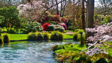 Картинка природа парк ручей кусты весна цветение
