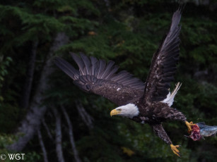 Картинка животные птицы+-+хищники птица орел полет хищный природа воздух