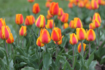 Картинка цветы тюльпаны лепестки много разноцветные цветение