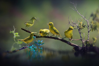 Картинка животные белоглазки листья вода ветка природа белоглазка белый глаз птички птицы мира