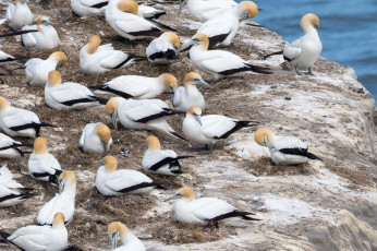 Картинка животные олуши птица олуша природа белая