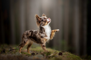 Картинка животные собаки собачонка пёсик лапка чихуахуа боке