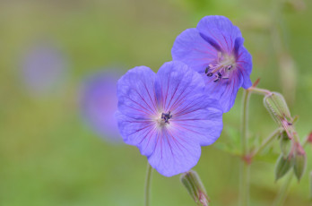 Картинка цветы герань фиолетовые