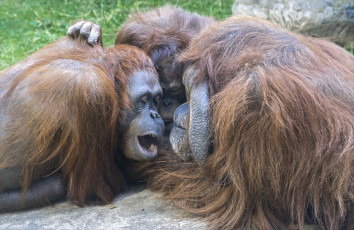 Картинка животные обезьяны животный мир обезьяна живность московский зоопарк джентон млекопитающие орангутаны орангутан личи мишель борнейские высшие приматы