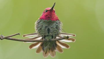 Картинка животные колибри